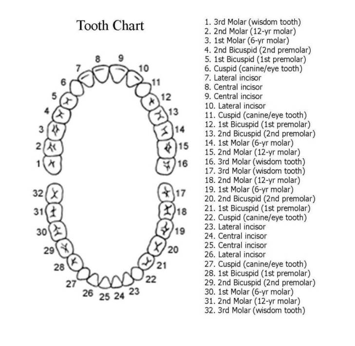 tooth number chart